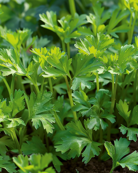 Semillas de perifollo de invierno Anthriscus cerefolium Vertissimo anual verdura