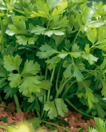 Semillas de perejil Amsterdamse Snij (Petroselinum crispum) – hierba anual