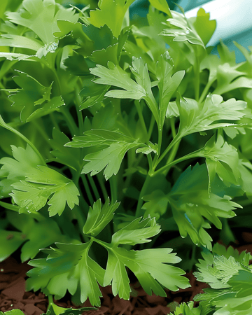 Sementes de salsa gigante italiana (Petroselinum crispum) – erva aromática anual