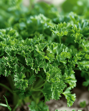 Sementes de salsa frisada Moss Curled (Petroselinum crispum) – bienal