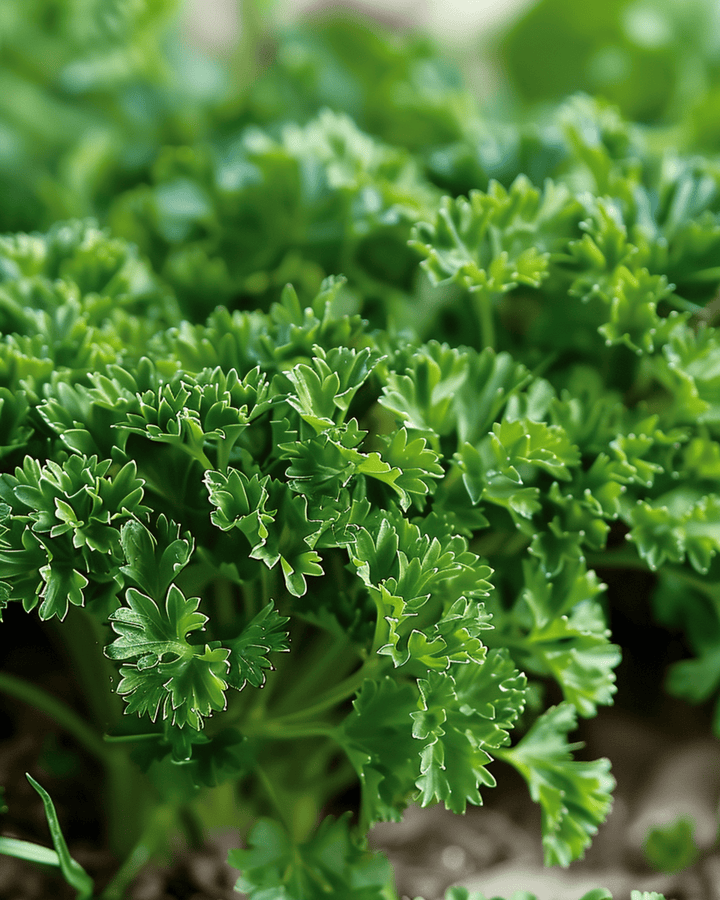 Semillas de perejil rizado Moss Curled (Petroselinum crispum) – bienal
