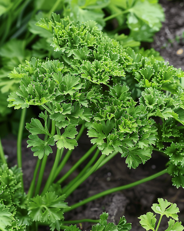 Sementes de Salsa Thujade (Petroselinum crispum) – erva anual