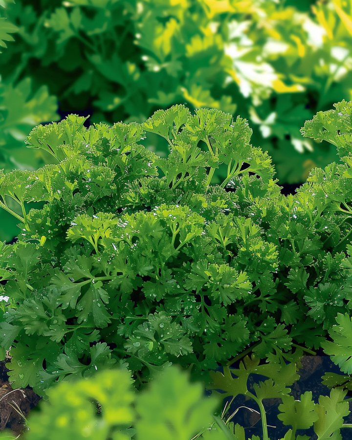 Semillas de perejil rizado Bravour (Petroselinum crispum) – hierba anual