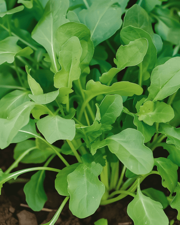 Sementes de rúcula (Eruca sativa) – legume anual