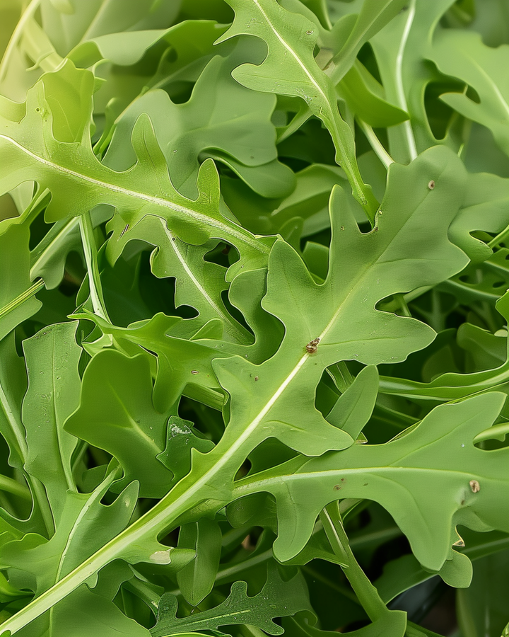 Semillas de rúcula silvestre hoja verde (Diplotaxis tenuifolia) – verdura perenne