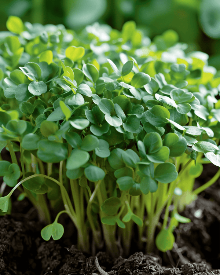 Sementes de agrião de jardim (Lepidium sativum) – vegetal anual