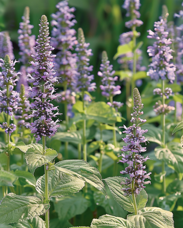 Semillas de hisopo mexicano (Agastache foeniculum) – flor anual