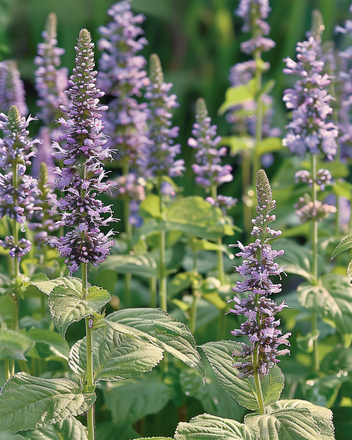 Semillas de hisopo mexicano (Agastache foeniculum) – flor anual