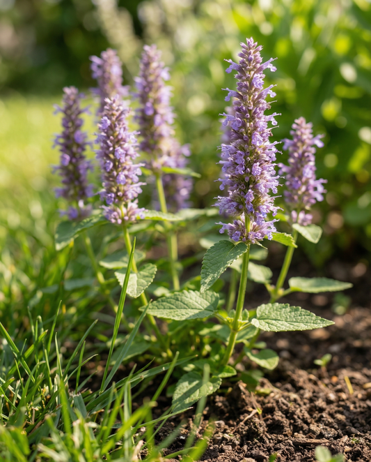Hisopo mexicano (Agastache foeniculum) – semillas de flor anual de SeedsChoice
