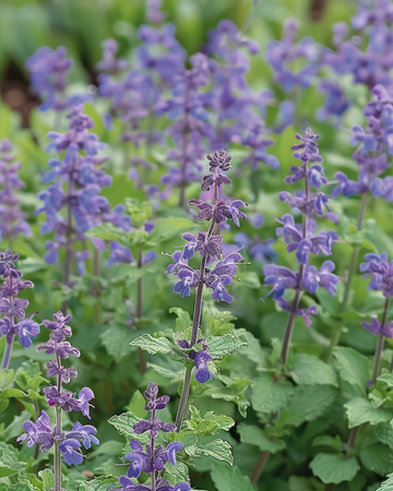 Sementes de nepeta (Nepeta mussinii) – perene