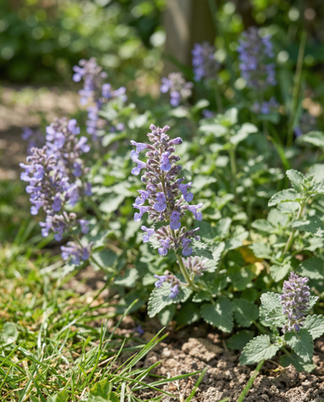 Nepeta (Nepeta mussinii) – sementes de planta perene | SeedsChoice