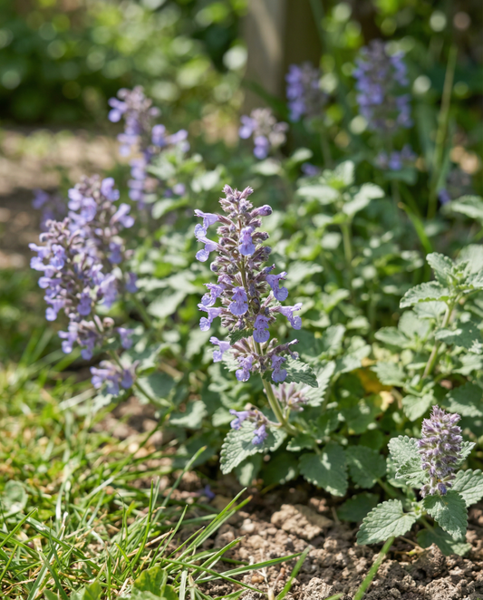 Nepeta (Nepeta mussinii) – semillas de perenne de SeedsChoice