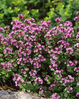 Semillas de tomillo silvestre Thymus Serpyllum perenne