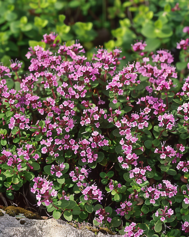 Sementes de tomilho selvagem (Thymus serpyllum) – perene