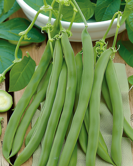 Sementes de feijão-anão Admires Phaseolus vulgaris variedade anual