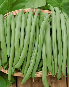 Feijão-anão Prelude Sementes Phaseolus vulgaris Anual Colheita Precoce