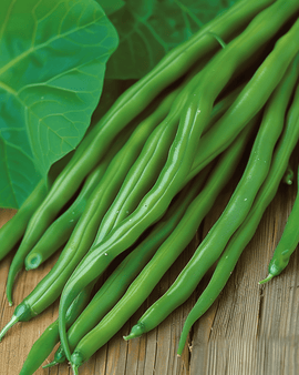 Semillas de judía enana Miracle Phaseolus Vulgaris variedad anual