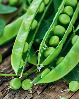 Semillas de guisante Vidor (Pisum sativum) anuales