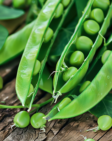 Semillas de guisante Vidor (Pisum sativum) – hortaliza anual