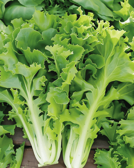 Sementes de Endívia Batavian Green Cichorium endivia Anual