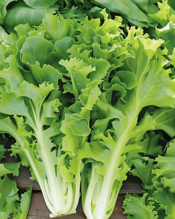 Semillas de endibia Batavian Green (Cichorium endivia) – hortaliza anual