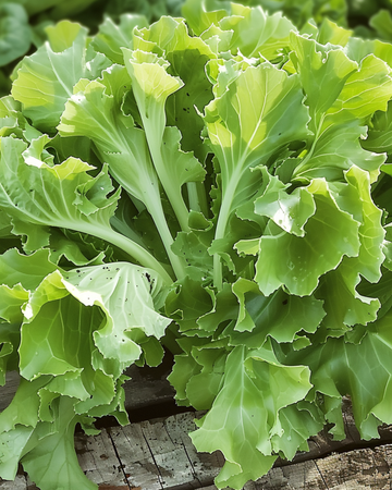 Semillas de endibia Avantgarde (Cichorium endivia) – hortaliza anual