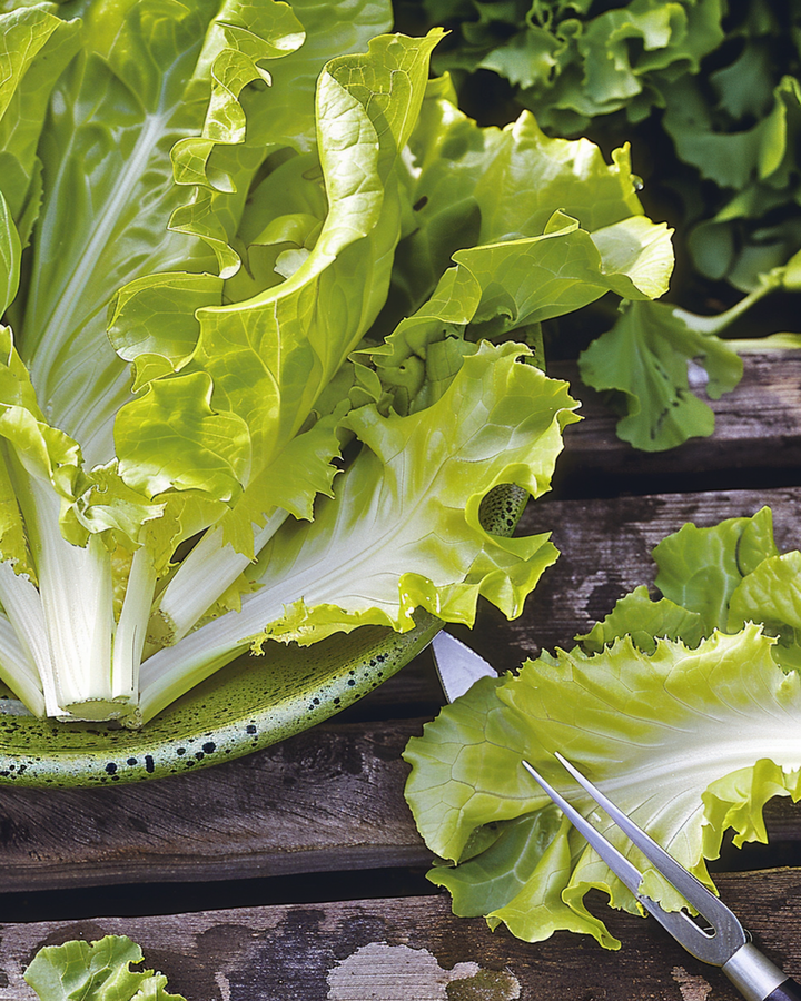 Sementes de endívia Blonde A Coeur Plein (Cichorium endivia) – vegetal anual