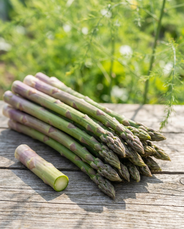 Albenga F1 (Asparagus officinalis) – sementes de planta perene da SeedsChoice