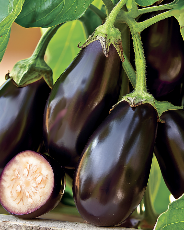Sementes de beringela mini Patio Baby F1 (Solanum melongena) – legume anual