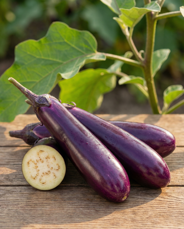 Berenjena Violetta Lunga 2 Long Purple (Solanum melongena) – semillas de verdura anual de SeedsChoice