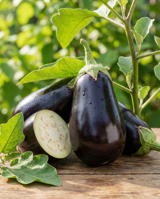 Berenjena Black Beauty (Solanum melongena) – semillas de hortaliza anual de SeedsChoice