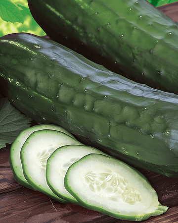 Sementes de Pepino Johanna Slicing (Cucumis sativus) – vegetal anual