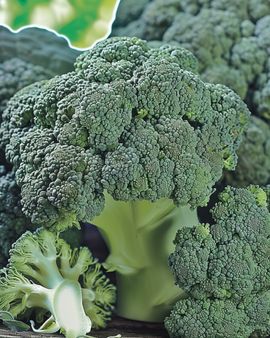 Semillas de brócoli Marathon F1 Brassica oleracea, variedad anual