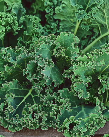Curly Kale Westlandse Herfst Late seeds (Brassica oleracea) – annual vegetable
