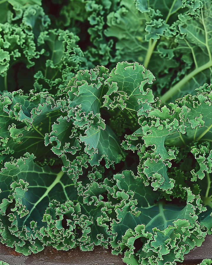 Sementes de couve frisada Westlandse Herfst Late (Brassica oleracea) – vegetal anual