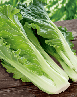Semillas de col china Brassica pekinensis anual Granaat Michihili