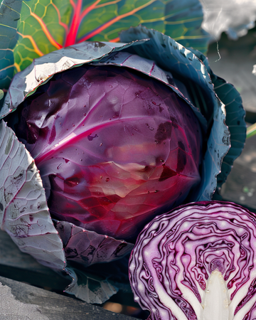Semillas de col Roodkop (Brassica oleracea) – hortaliza anual