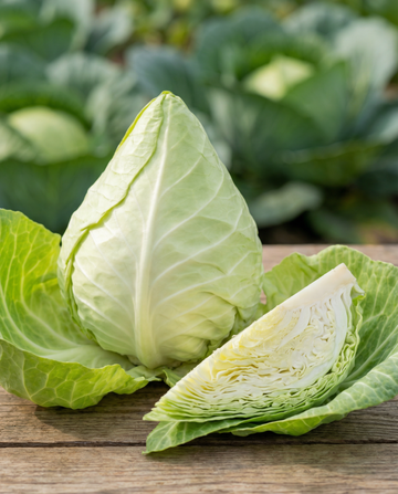Col corazón de buey Express (Brassica oleracea) – semillas de vegetal anual de SeedsChoice
