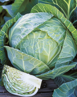 Semillas de col blanca Langedijker Bewaar Brassica oleracea anual