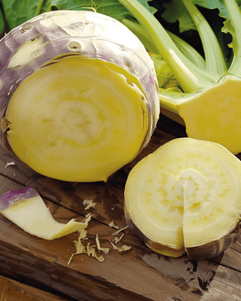 Semillas de colinabo Champion Brassica napus variedad de hortaliza anual