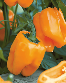 Semillas de pimiento dulce Orange Horizon Capsicum annuum anual