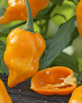 Semillas de pimiento Habanero Orange, Capsicum Chinense, anual