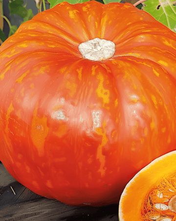 Semillas de calabaza Rouge Vif D'etampes (Cucurbita maxima) – hortaliza anual