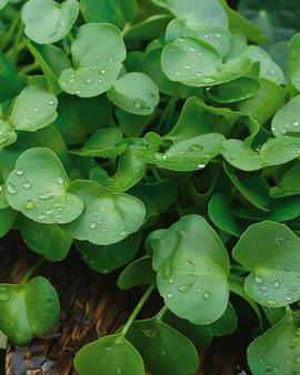 Semillas de verdolaga de invierno Claytonia Perfoliata cultivo anual de hojas