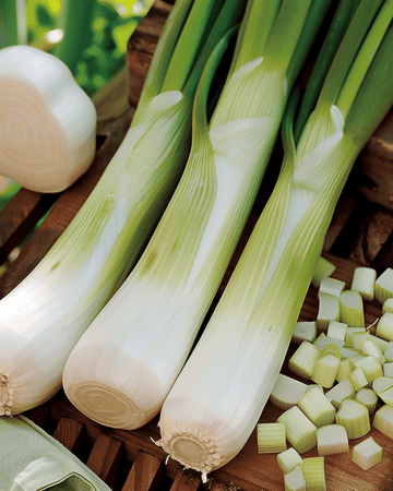 Semillas de puerro Zwitserse Reuzen (Allium porrum) – hortaliza anual