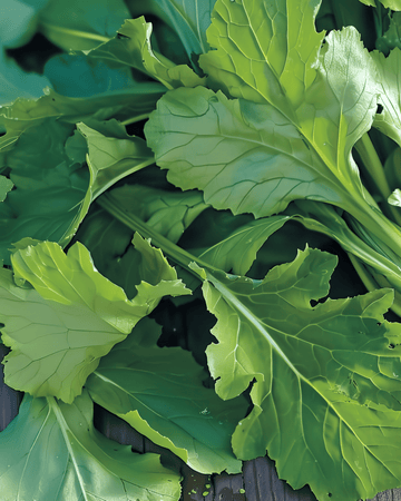 Semillas de Namenia Greens (Brassica rapa) – hortaliza anual