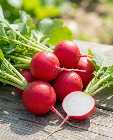 Semillas de rábano Saxa 2 (Raphanus sativus) – verdura anual de SeedsChoice