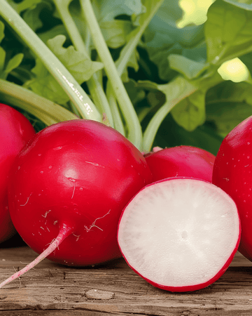 Semillas de rábano Cherry Belle (Raphanus sativus) – hortaliza anual