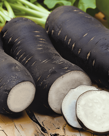 Semillas de rábano de invierno Noir Long Poids Dhorloge (Raphanus sativus) – hortaliza anual