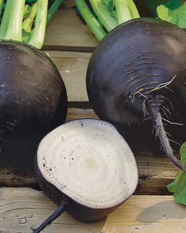 Semillas de rábano negro redondo de invierno español Raphanus sativus, variedad anual